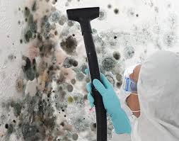 South Chicago Heights, IL Mold Removal Company